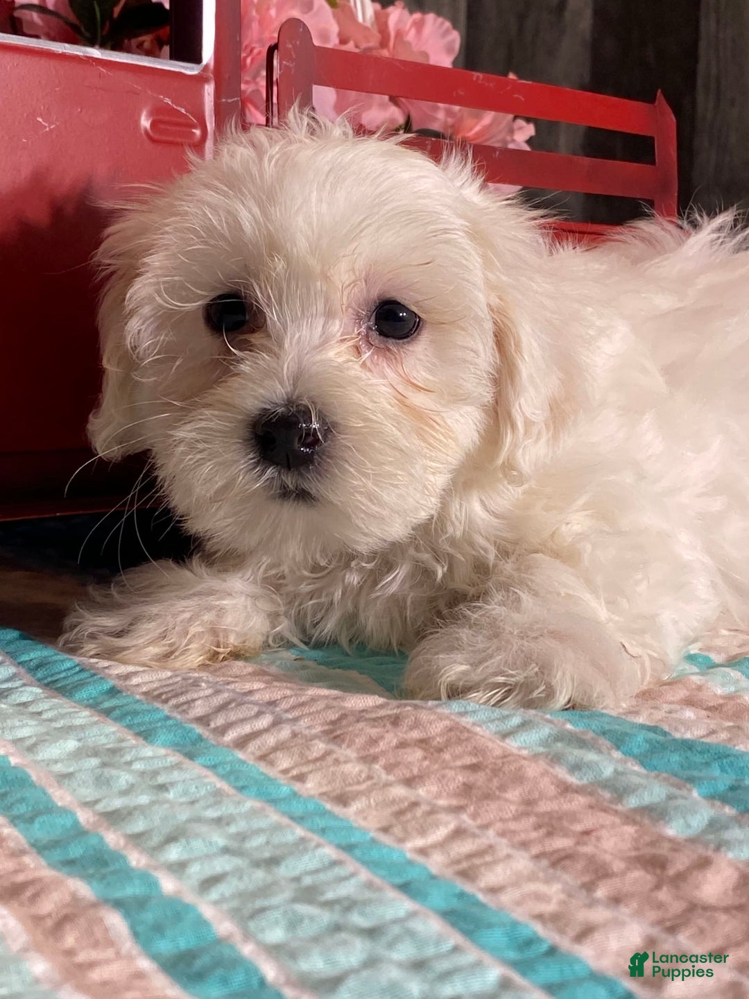 Havanese dogs for sale: Harry - Image 2