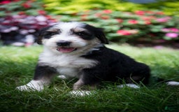 Bernedoodle dogs for sale: Shooter - Image 10