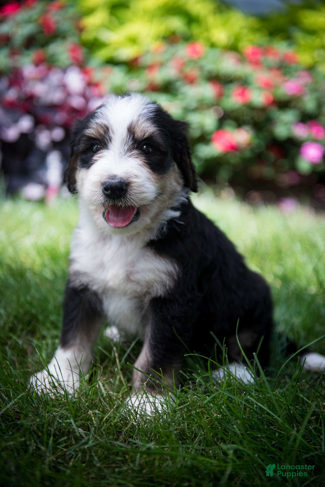 Bernedoodle dogs for sale: Shooter - Image 10