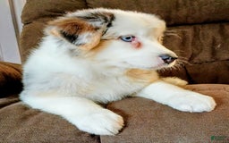 Australian Shepherd dogs for sale: Kenya - Image 7