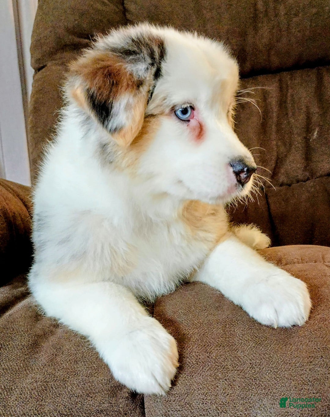 Australian Shepherd dogs for sale: Kenya - Image 7