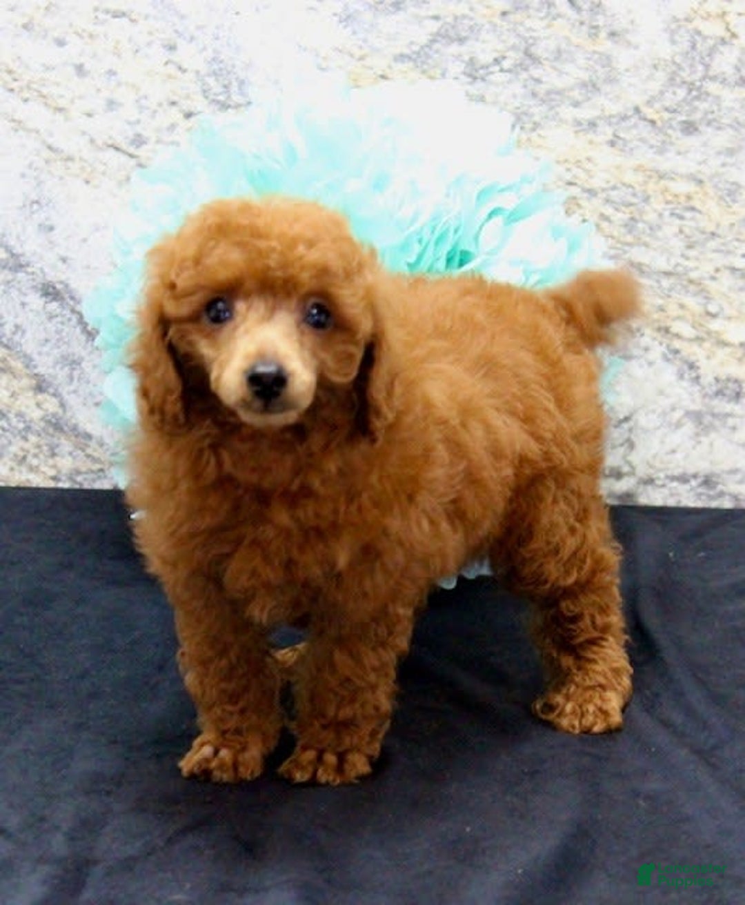 Miniature Poodle dogs for sale: Royal - Image 5