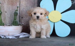 Maltipoo dogs for sale: Patsy - Image 4