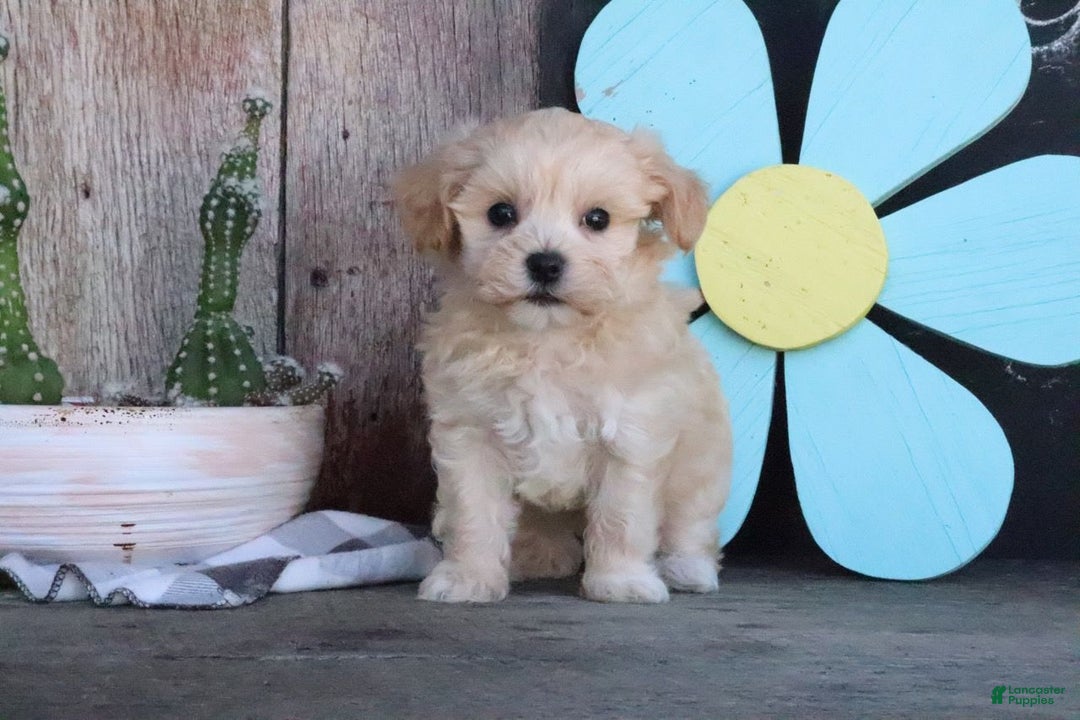 Maltipoo dogs for sale: Patsy - Image 4