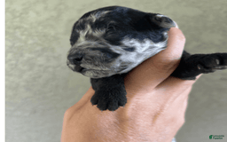 Aussiedoodle dogs for sale: Milly - Image 7