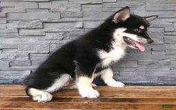 Pomsky dogs for sale: Sammy - Image 9