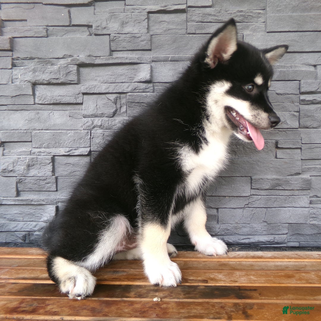 Pomsky dogs for sale: Sammy - Image 9