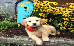 Golden Retriever dogs for sale: Fiji - Image 4