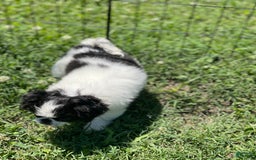 Japanese Chin dogs for sale: Puppy 11 - Image 1