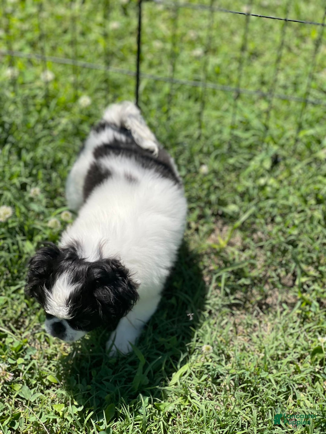 Japanese Chin dogs for sale: Puppy 11 - Image 1