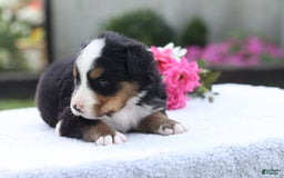 Bernese Mountain Dog dogs for sale: Presley AKC - Image 5