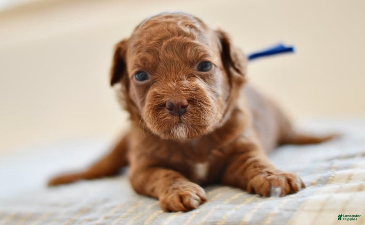 Miniature Poodle dogs for sale - Ad 1