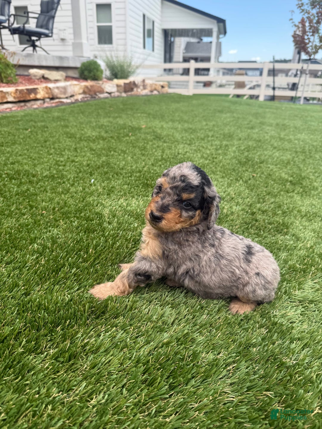 Bernedoodle dogs for sale: 7 - Image 6