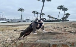 American Pit Bull Terrier dogs for sale: Light Gray Brindle - Image 2