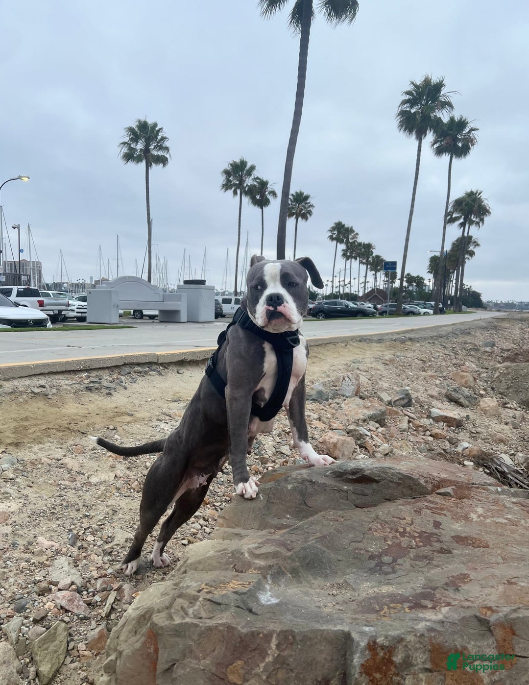 American Pit Bull Terrier dogs for sale: Light Gray Brindle - Image 2