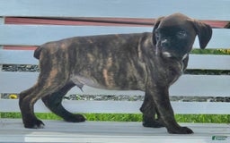 Boxer dogs for sale: Brady European Boxer health tested - Listing for pets: Beautiful European Health Tested Parents, Brady European Boxer health tested, Cream De Coco, Lilly European - Image 3