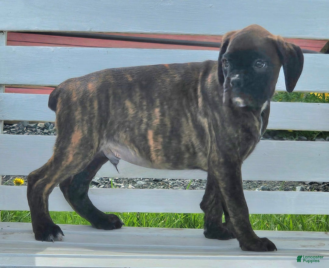 Boxer dogs for sale: Brady European Boxer health tested - Listing for pets: Beautiful European Health Tested Parents, Brady European Boxer health tested, Cream De Coco, Lilly European - Image 3