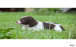 Brittany Spaniel dogs for sale: Bridget - Image 1