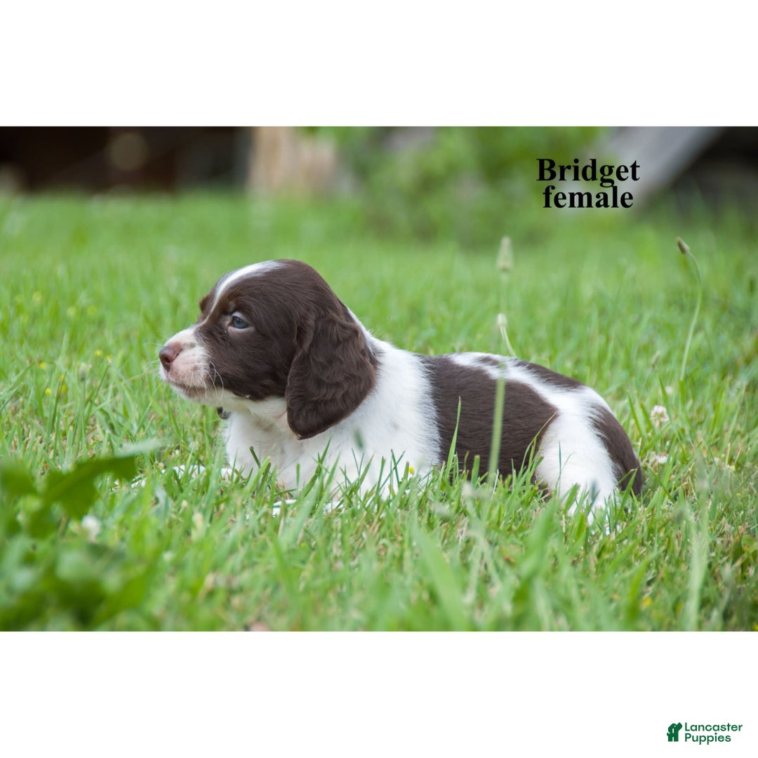 Brittany Spaniel dogs for sale: Bridget - Image 1
