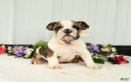 English Bulldog dogs for sale: Drew - Image 6