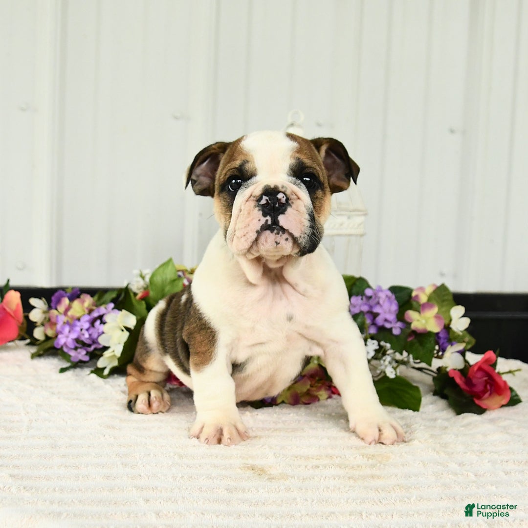 English Bulldog dogs for sale: Drew - Image 6