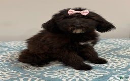 Standard Poodle dogs for sale: Gypsy - Image 26
