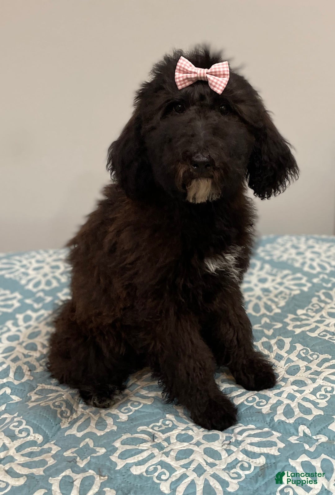 Standard Poodle dogs for sale: Gypsy - Image 26