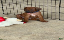 Rhodesian Ridgeback dogs for sale: Captain - Image 6