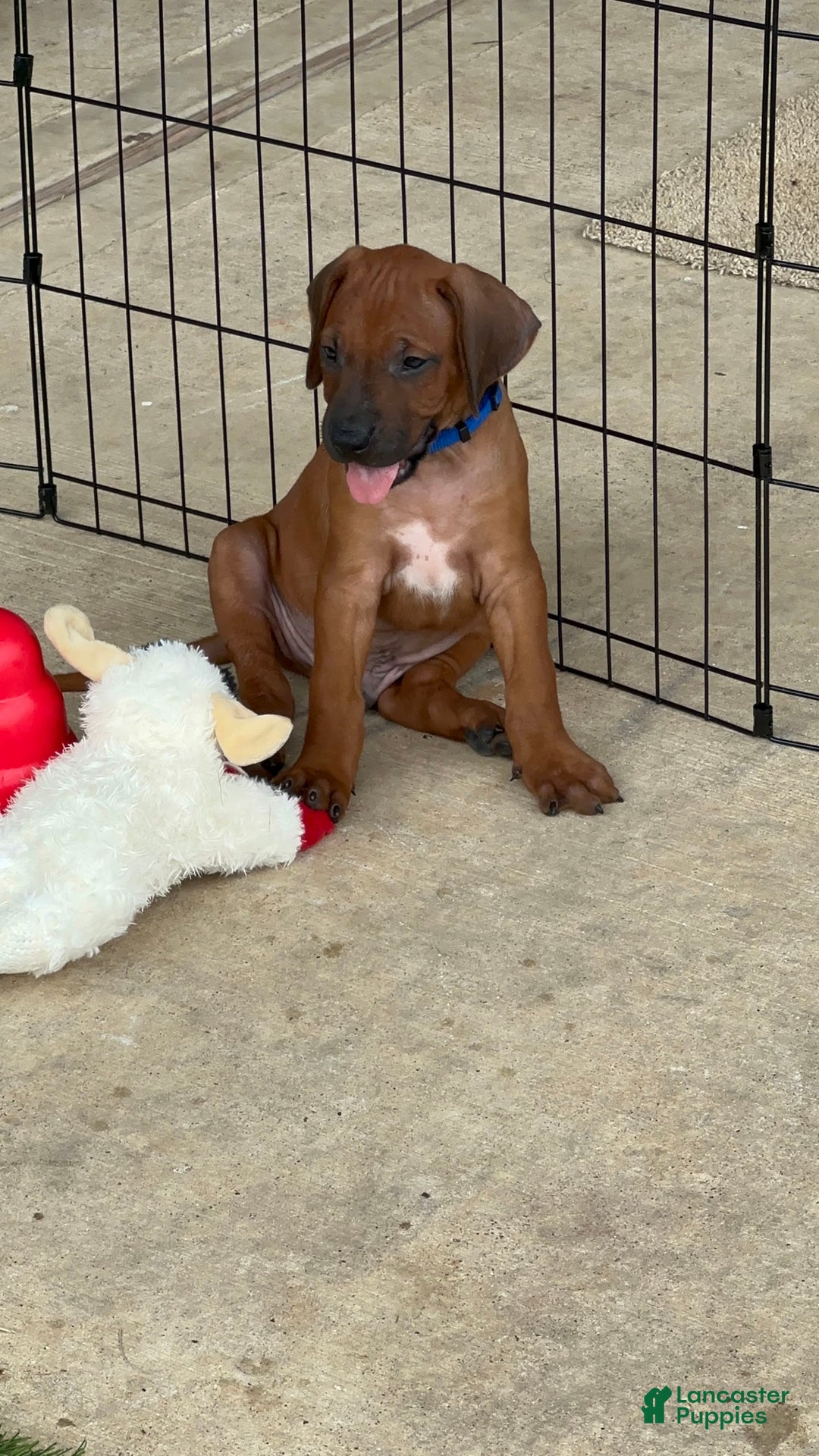 Rhodesian Ridgeback dogs for sale: Captain - Image 6