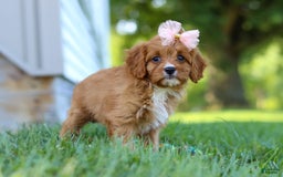 Cavapoo dogs for sale: Cavapoo 4 puppies - Image 31