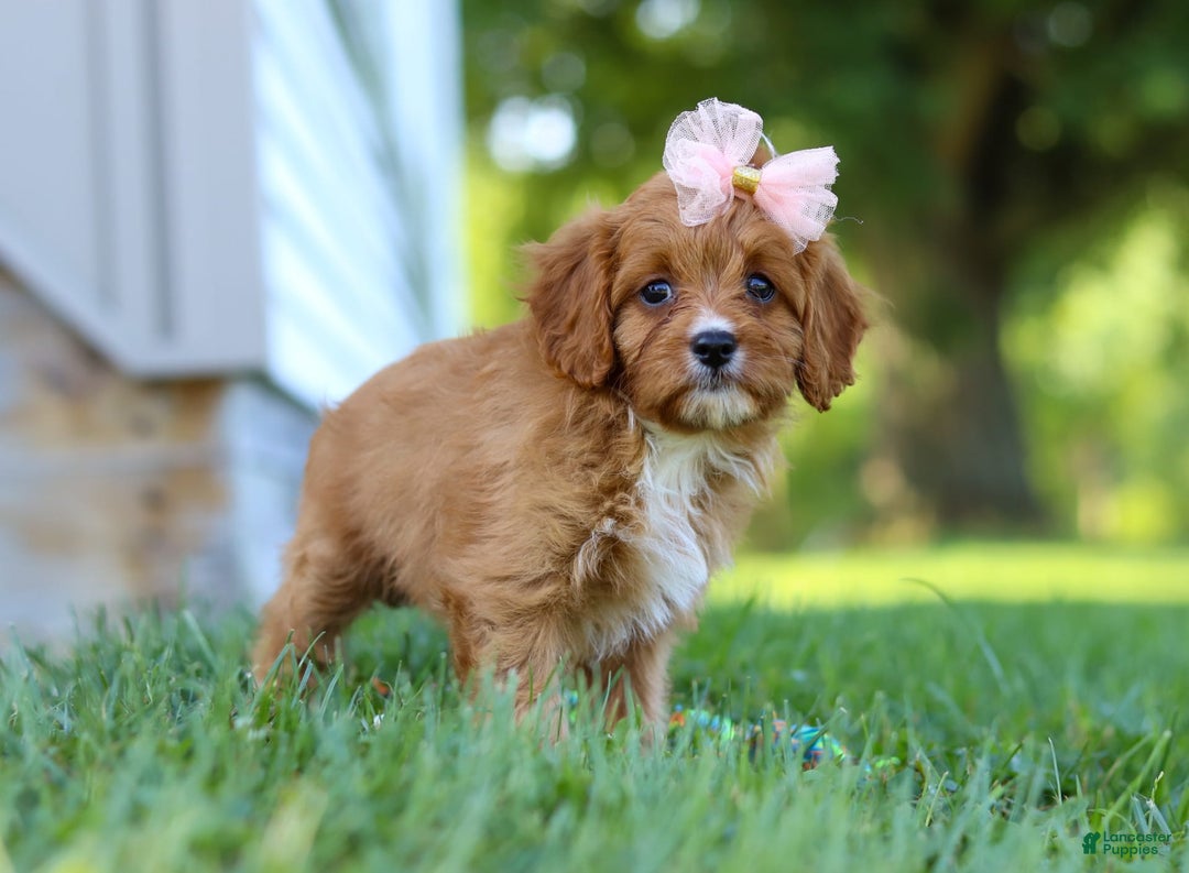 Cavapoo dogs for sale: Cavapoo 4 puppies - Image 31