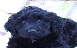 Portuguese Water Dog dogs for sale: Sunny - Image 3