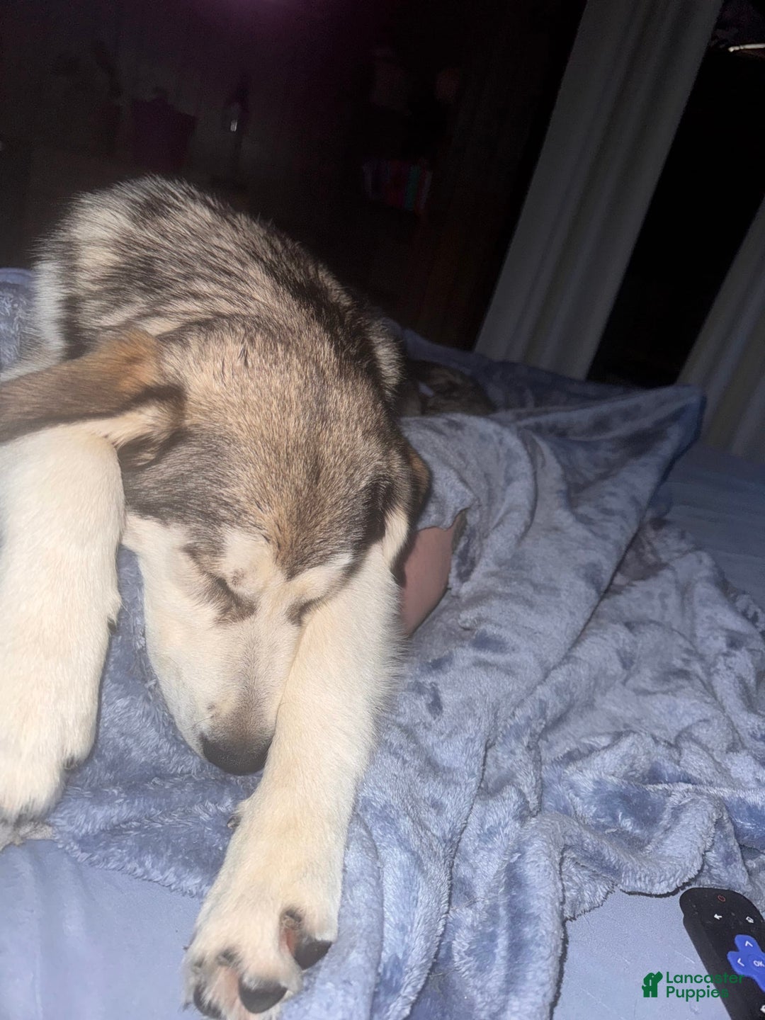 Alaskan Malamute dogs for sale: Lagertha - Image 7