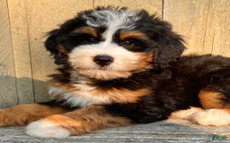 Mini Bernedoodle dogs for sale: 💜 Boston Ma 💜 Mini Bernedoodle - Image 28