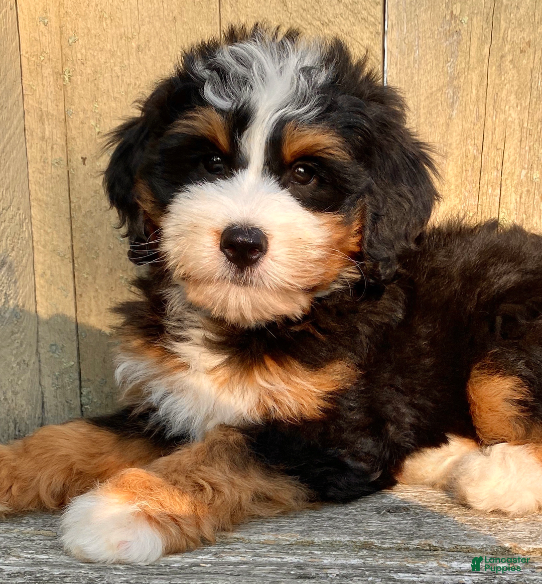 Mini Bernedoodle dogs for sale: 💜 Boston Ma 💜 Mini Bernedoodle - Image 28