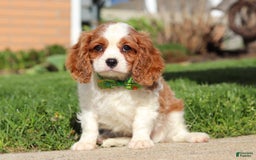 Cavalier King Charles Spaniel dogs for sale: Shiloh - Image 9