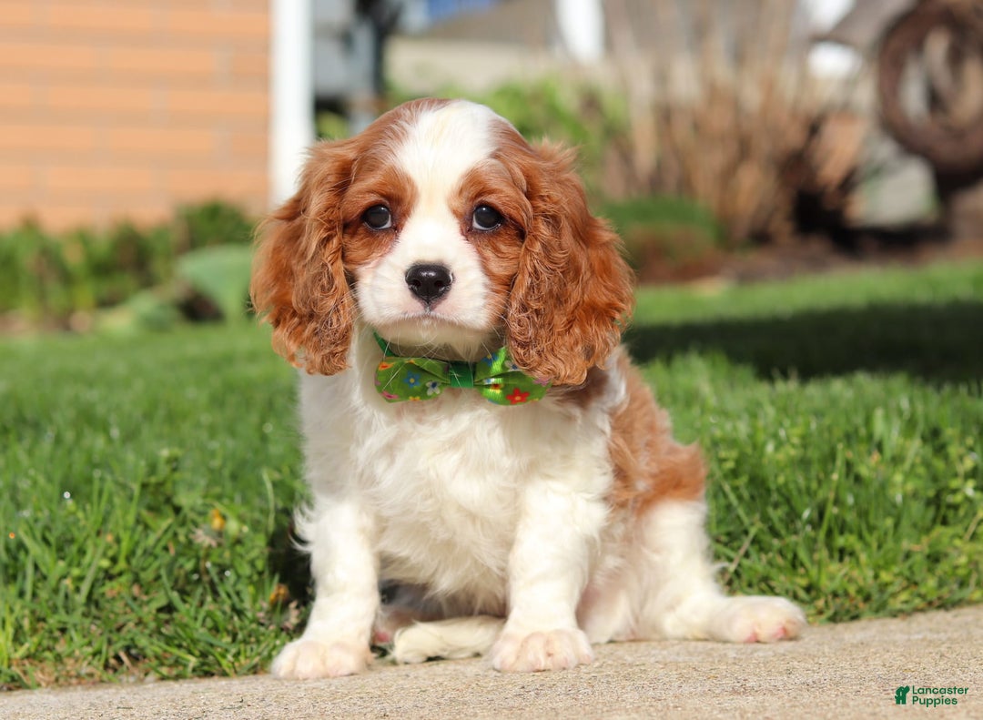 Cavalier King Charles Spaniel dogs for sale: Shiloh - Image 9