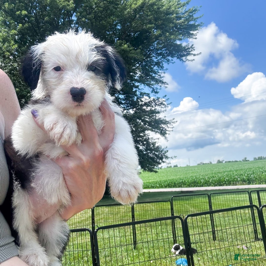 Old English Sheepdog dogs for sale: Nova - Image 1