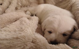 Labrador Retriever dogs for sale: Diamond Star - Image 5