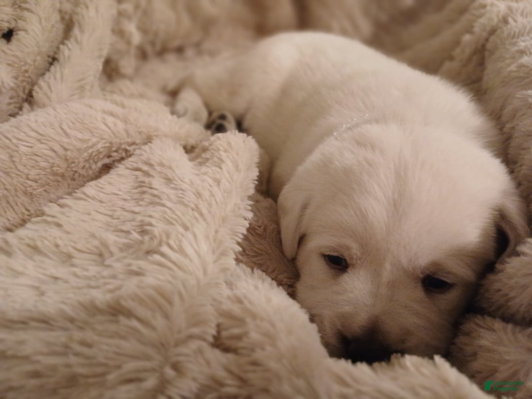 Labrador Retriever dogs for sale: Diamond Star - Image 5