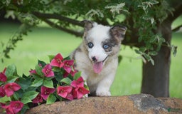 Welsh Corgi Pembroke dogs for sale: Rascle - Image 3