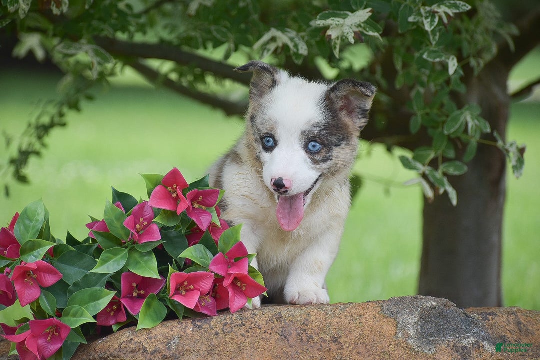 Welsh Corgi Pembroke dogs for sale: Rascle - Image 3
