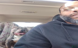 American Bully dogs for sale: Tiny - Image 4
