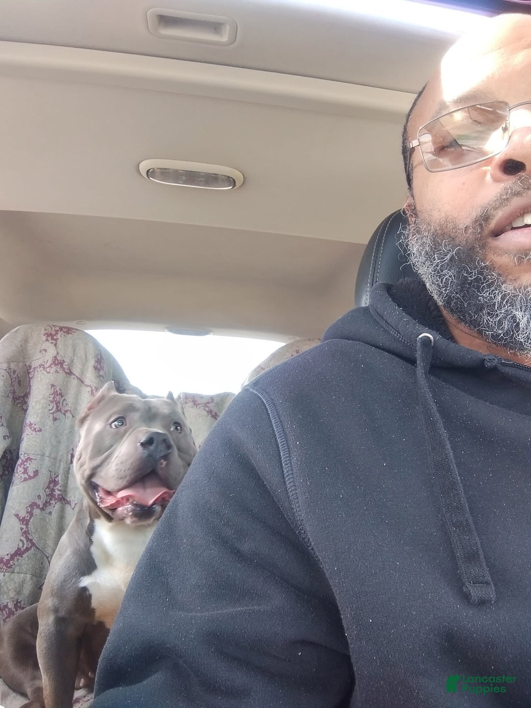 American Bully dogs for sale: Tiny - Image 4