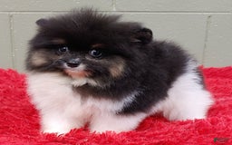 Pomeranian dogs for sale: Flynn - Image 6