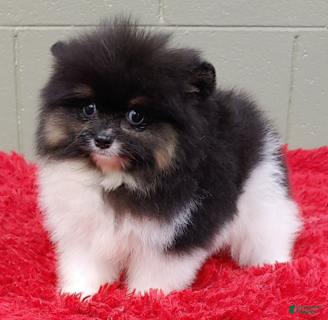 Pomeranian dogs for sale: Flynn - Image 6