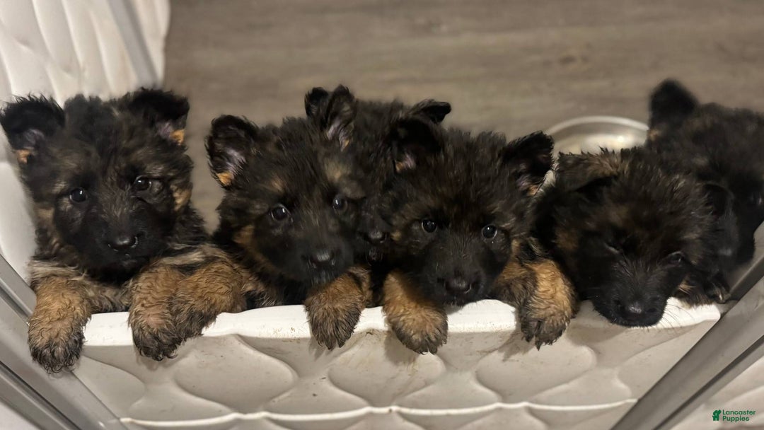 German Shepherd dogs for sale: Joyii - Image 2