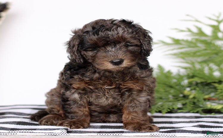 Mini Goldendoodle dogs for sale - Ad 5