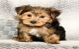 Yorkshire Terrier dogs for sale: Frisky - Image 3