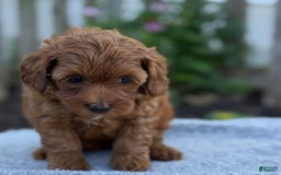 Toy Poodle dogs for sale: Jinger - Image 1